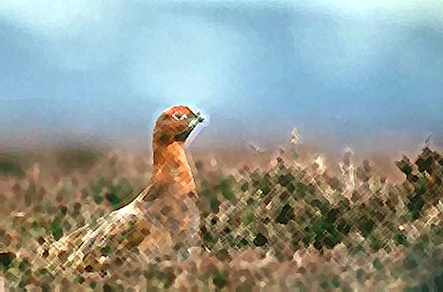 Red grouse.png