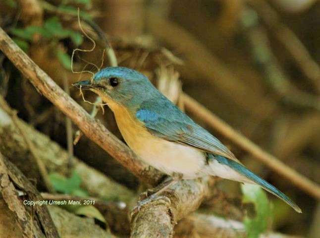 Tickell’s blue flycatcher (Cyornis tickelliae)